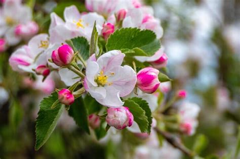 The 10 Most Beautiful Flowering Fruit Trees Food Gardening Network
