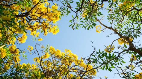 15 Trees That Bloom With Gorgeous Yellow Flowers