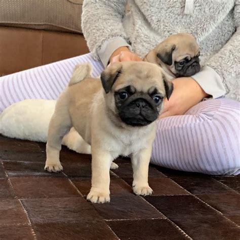 Pug Puppies For Sale Springfield Ma 297014 Petzlover