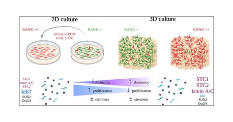 3d Culture Modeling Of Metastatic Breast Cancer Cells In Additive