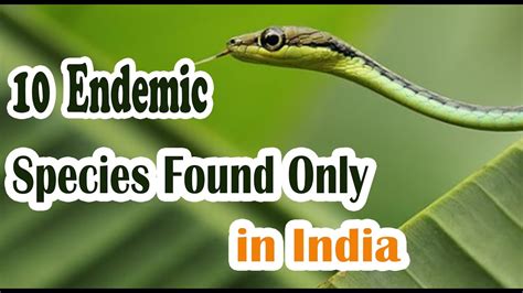 On remote oceanic islands, almost all the native species are endemic. 10 Endemic Species Found Only in India | Ancient Asia ...