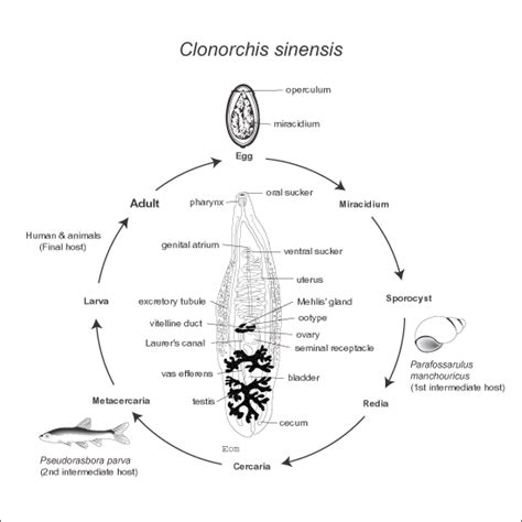 Diagram of liver fluke with label. Diagram Of Liver Fluke With Label - How To Draw Fasciola ...