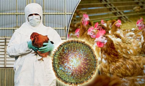 Uk Bird Flu Outbreak Human Symptoms Of Avian Influenza Revealed Uk