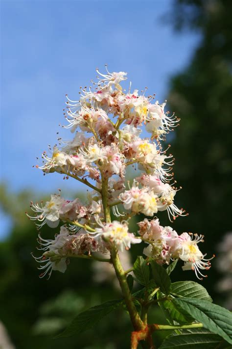 Flowering branches of chestnut tree. Free Flower of chestnut Stock Photo - FreeImages.com