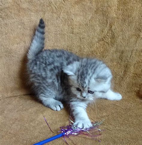 Tabby Cat Kittens For Sale Two Tabby Kittens For Sale Bury Greater