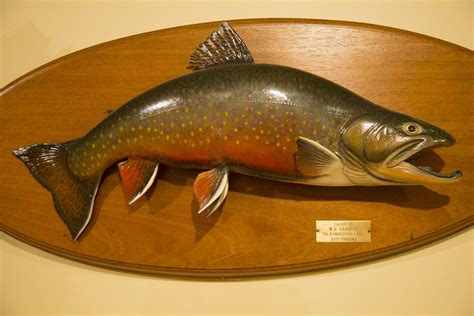 Cast From The Past Herb Welch Trophy Brook Trout Mount Moldy Chum