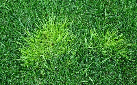 How To Get Rid Of Crabgrass Naturally Follow The Easy Steps My Prime
