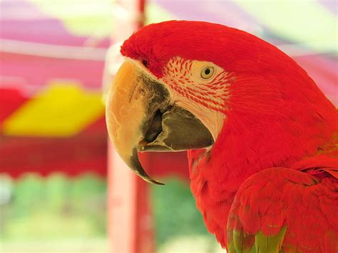 Free Photo Parrot Red Colorful Beak Exotic Bird Hippopx