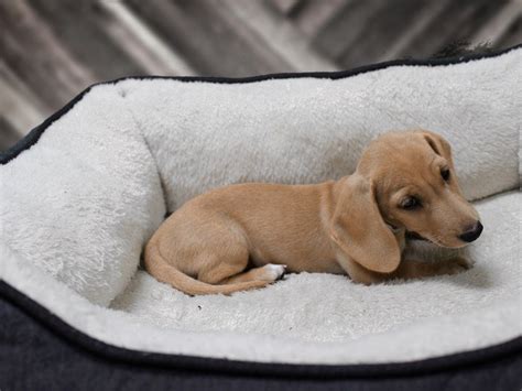 Bringing home a new puppy is a wonderful experience involving the whole family, which is why we. Dachshund-DOG-Male-Fawn-2404009-Petland Racine, WI