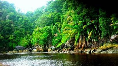 Forest Wallpapers Jungle Rainforest River Nature Resolution