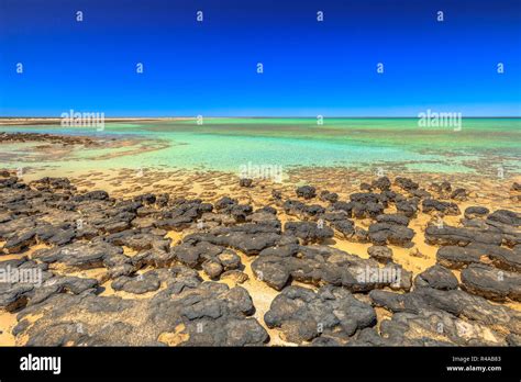 Stromatolites At Hamelin Pool A Protected Marine Nature Reserve In