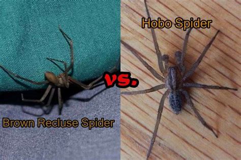 Brown Recluse Vs Hobo Spider Six Major Differences