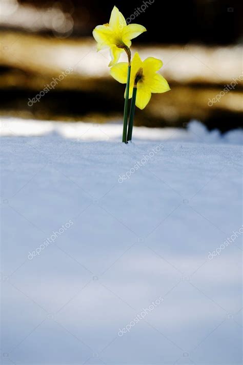 Daffodils Growing Through The Snow — Stock Photo © Designpicsinc 31679845