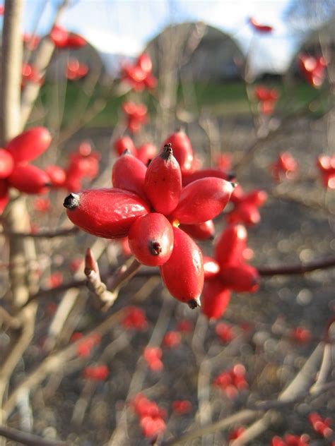 Fruit Of Cornus Florida Flowering Dogwood Treeseedonline