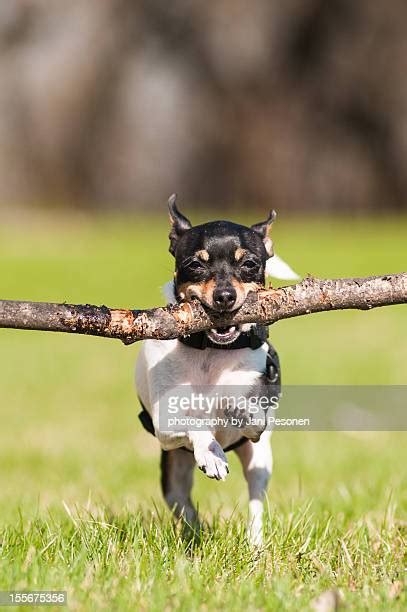 Dog Carrying Big Stick Photos And Premium High Res Pictures Getty Images