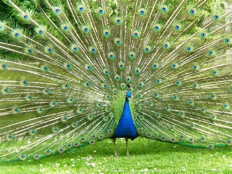 Peafowls are omnivores which mean they eat both plant and animal matter. What do peacocks eat? | Garden How
