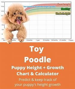 Toy Poodle Height Growth Chart How Will My Toy Poodle Grow