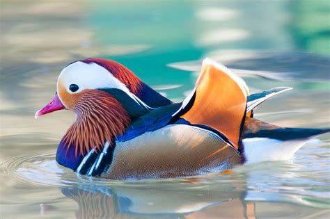 Mandarin Duck Sighted After Years In Assam