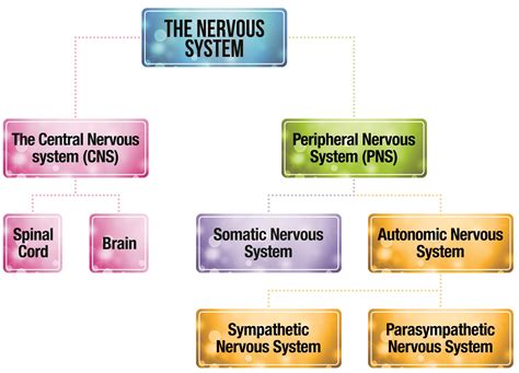 Structure Of The Nervous System Psychology Tutor2u