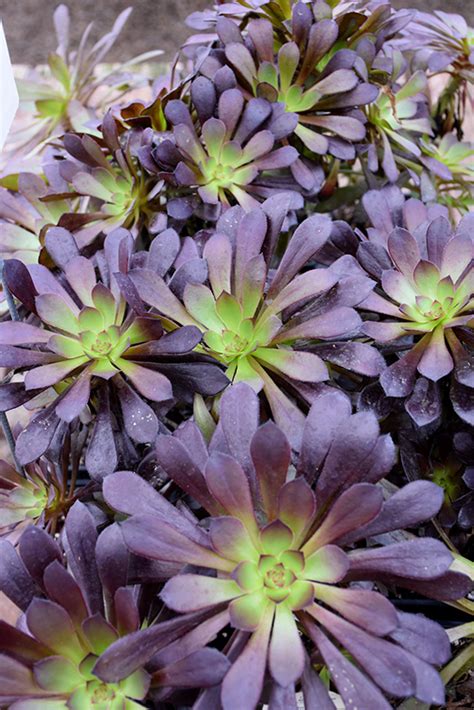 Name of your friend * Schwarzkopf Stonecrop (Aeonium arboreum 'Schwarzkopf') in ...