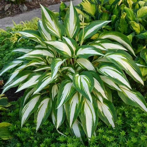 Hosta Cool As A Cucumber Plantain Lily