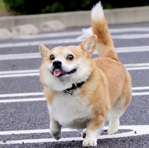 Weratedogs® On Twitter Corgi Funny Cute Corgi Puppy Corgi