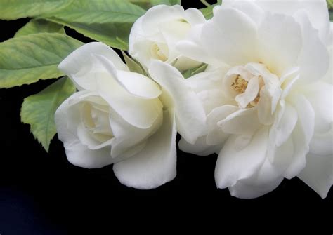 White Roses Free Stock Photo Freeimages
