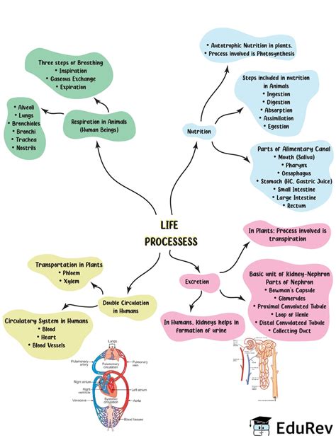 Life Processes Class 10 Mind Map