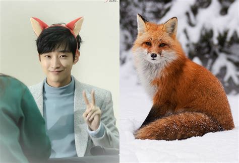 If Male Idols Were Actually Foxes Heres What Kind Of Fox Theyd Be