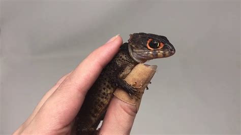 Red eyed crocodile skink for sale near me. red eyed crocodile skink for sale from tortoise town ...