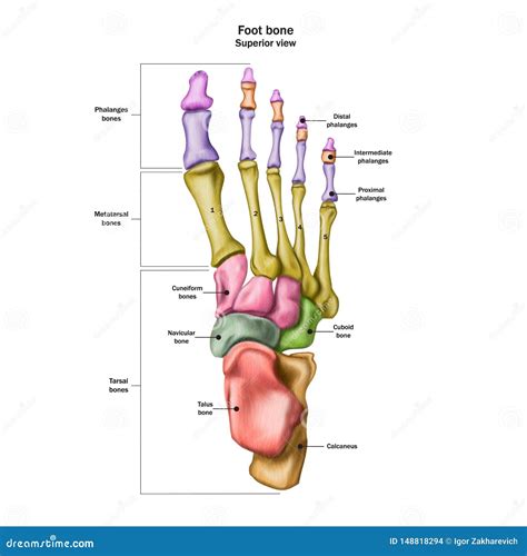 Bones Of The Human Foot Superior View Human Anatomy Royalty Free