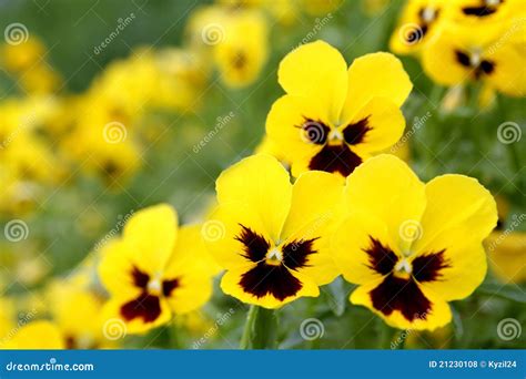 Yellow Pansy Flowers Royalty Free Stock Photos Image 21230108
