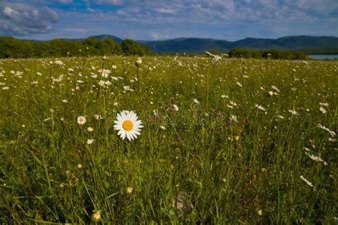 Field Of Daisy Flowers Stock Photo Image Of Field Pasture 124357682