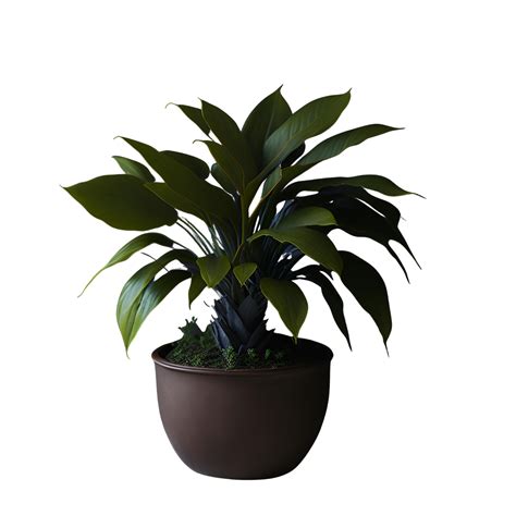 Potted Plant Isolated Potted Plant On Transparent Background