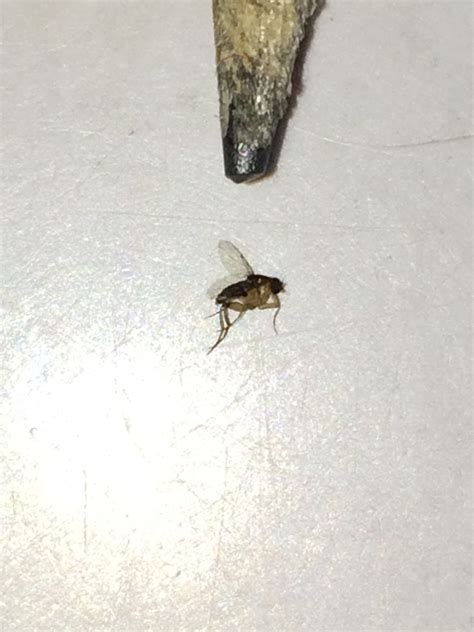 What Are These Tiny Little Black Flies In My House