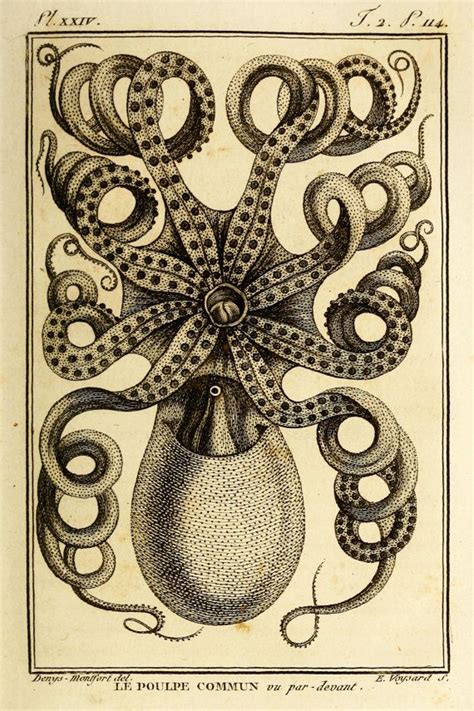 Vintage Octopuskraken Print 12 X 16 Tentacles Pinterest Kraken