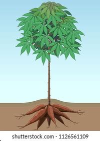 We would like to show you a description here but the site won't allow us. 20+ Koleski Terbaru Gambar Singkong Vector - Jonas Mueller