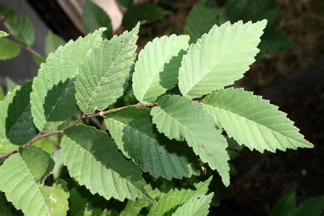 Free Picture Elm Tree Leaves