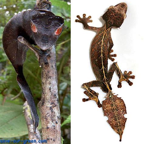 Satanic Leaf Tailed Gecko Save Our Green