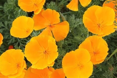 If you visit, know that the plants are not all visible from the jeep road, so wear your hiking boots. Fall planting: It's prime time for Southern California ...
