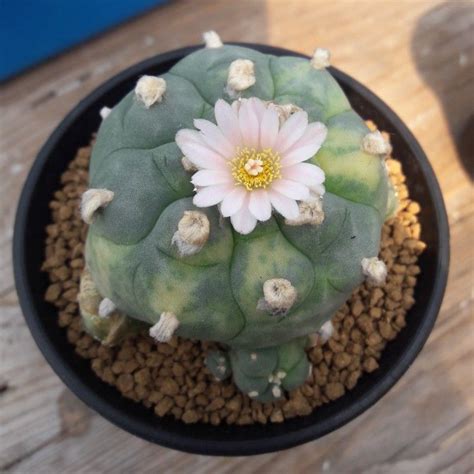 32 fl oz (pack of 1). Pin on Cactus : Lophophora