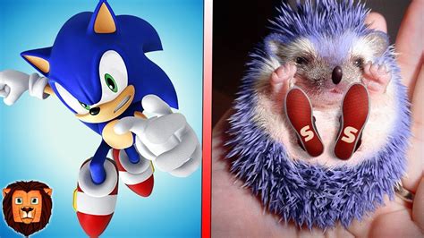 Sonic En La Vida Real 2018 Todos Los Personajes De Sonic