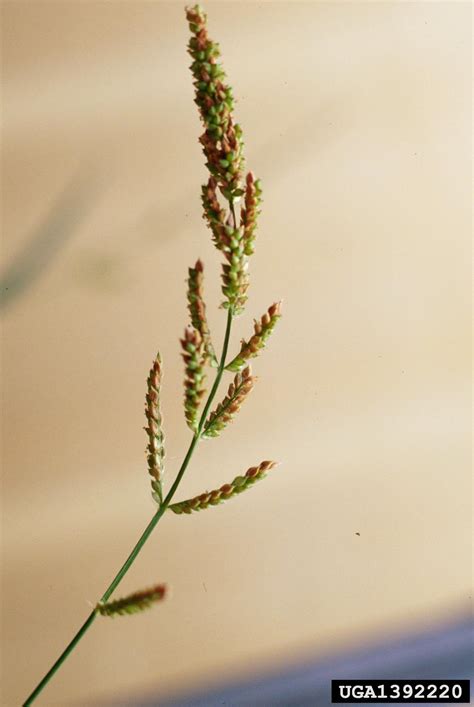 Barnyardgrass Echinochloa Crus Galli