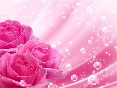 Fondos De Pantalla 2500x1890 Rosas Rosa Color Flores Descargar Imagenes