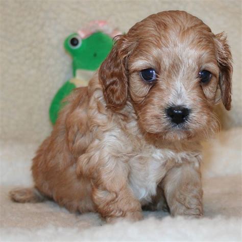 Small breeder of the cavapoo. Cavapoo puppies for sale and Adoption - Hill Peak Pups ...