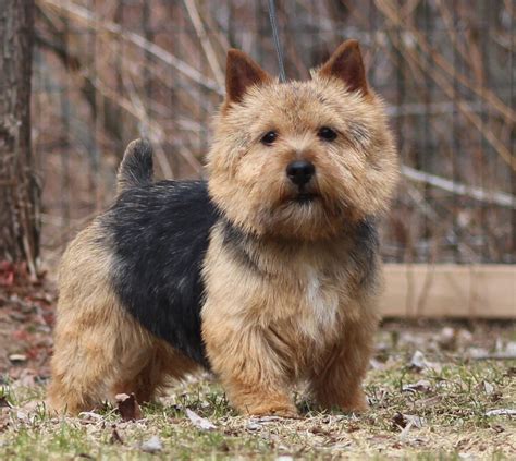 The official norwich city website with news, online sales, event news, information and ifollow. Norwich Terrier