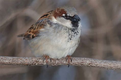 House Sparrow The Canadian Encyclopedia