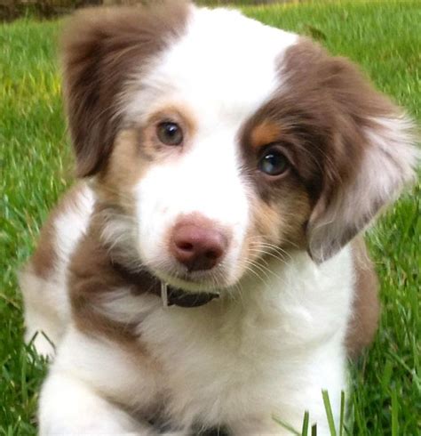 Could you direct me to the help out (to assist someone). 11 Diseases You Can Get from Your Pet - DeJohn Pet ...