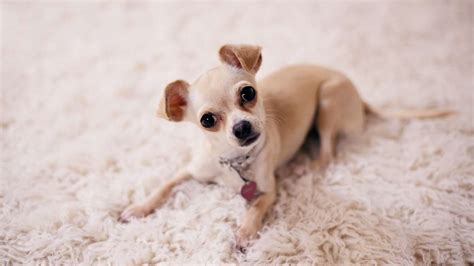 Top 5 Small Dog Breeds That Are Most Popular