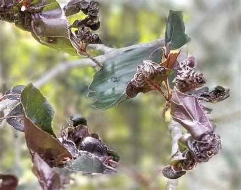 Beech Leaf Disease In Ri 2023 Update